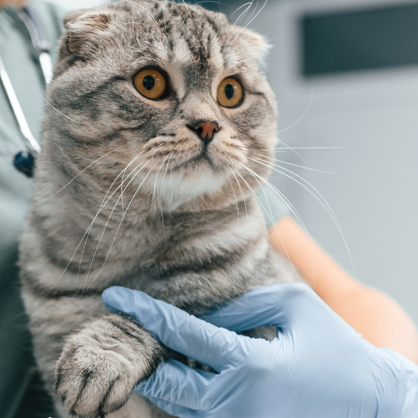 mycoplasma-en-gatos-sintomas.jpg