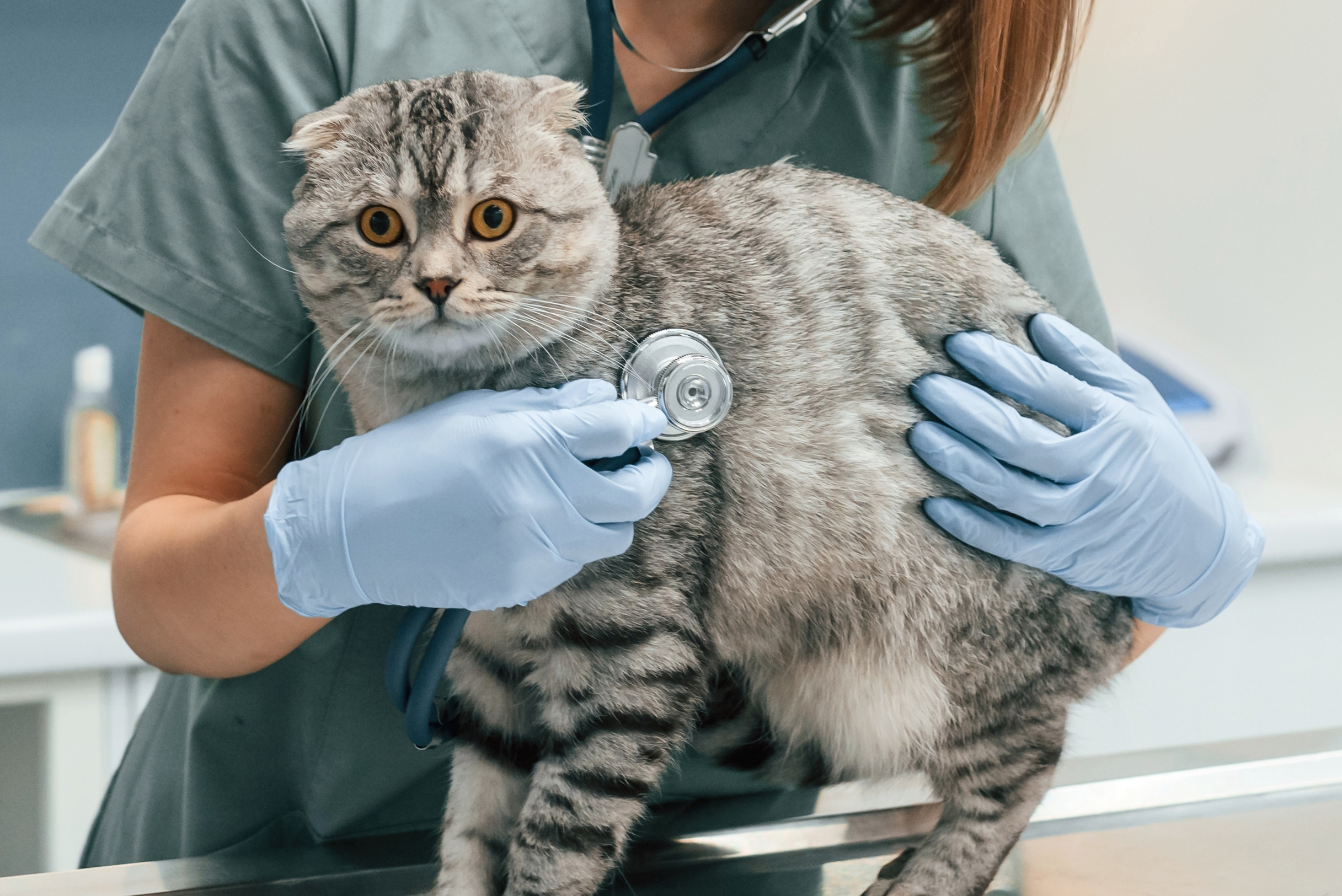 cómo se trata el micoplasma en los gatos