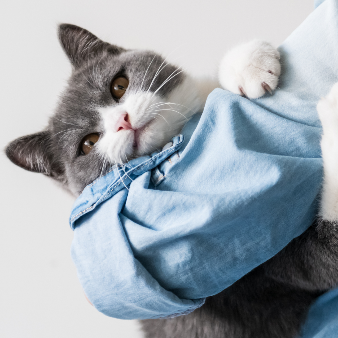 que-es-mycoplasma-en-gatos.jpg