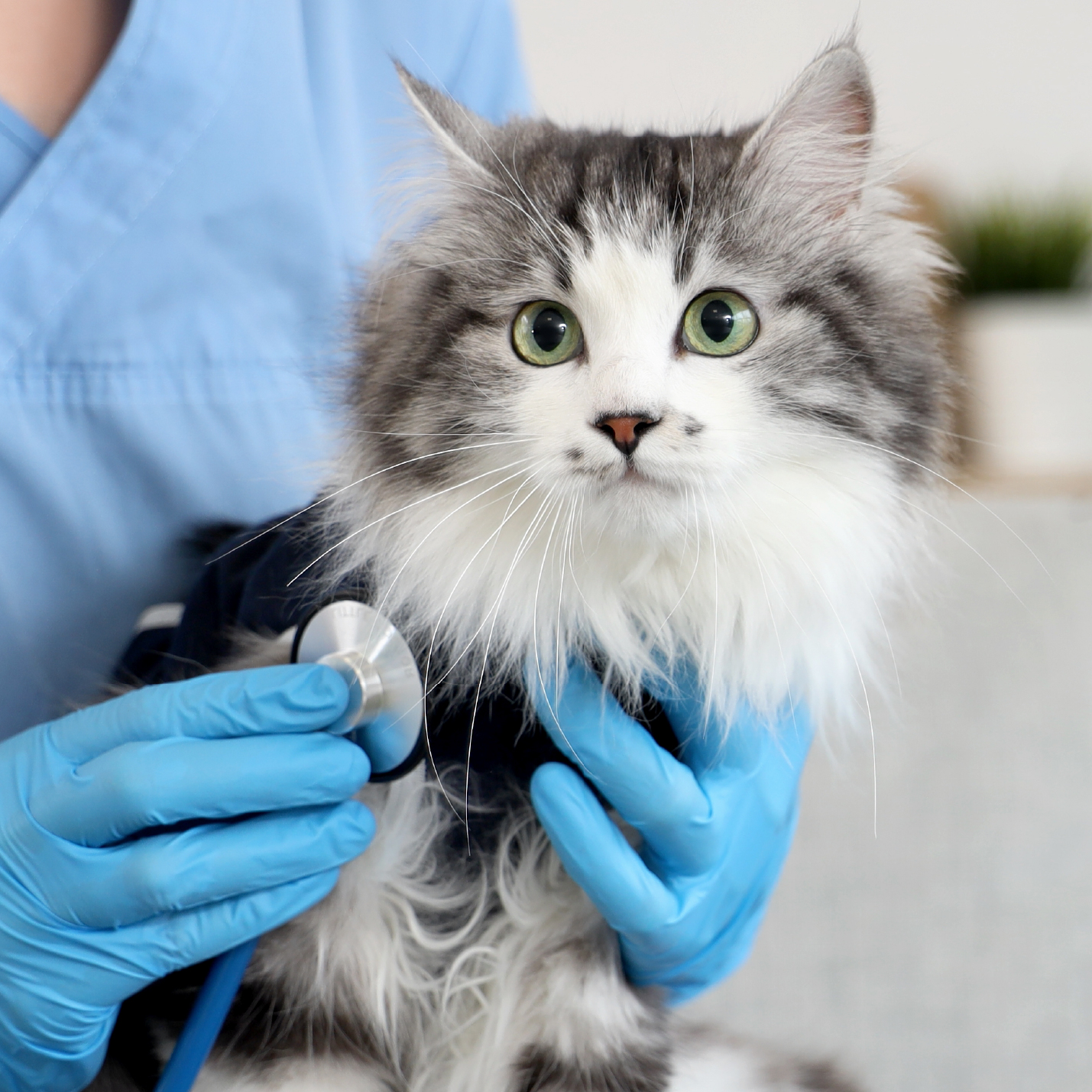 tratamiento-para-mycoplasma-en-gatos.jpg