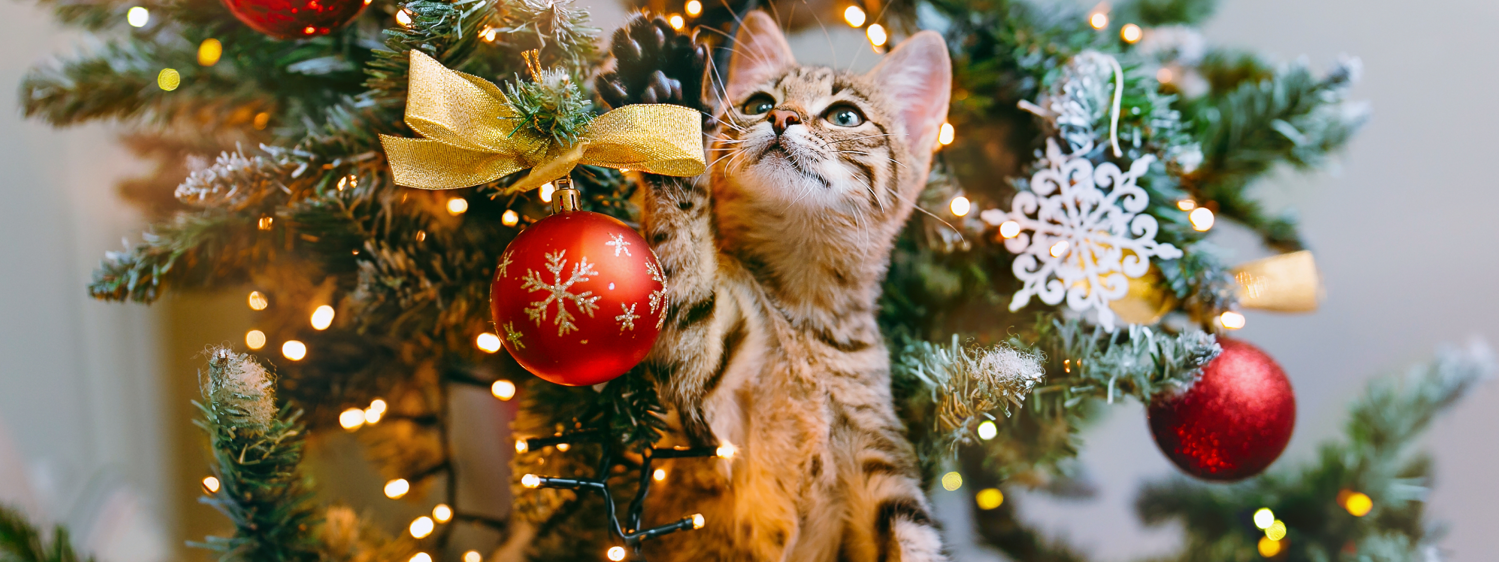 cómo hacer que los gatos no tiren el árbol de Navidad