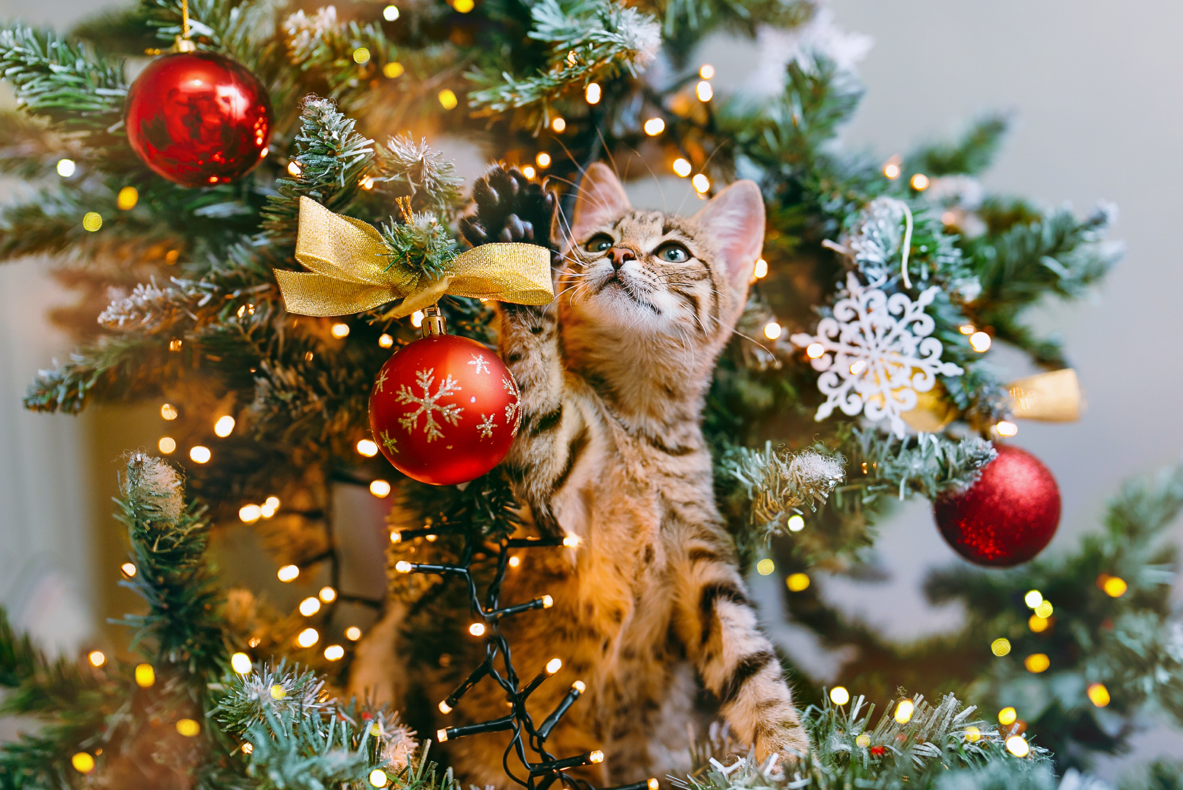 cómo hacer que los gatos no tiren el árbol de Navidad