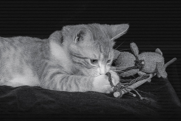 comportamiento nocturno en gatos
