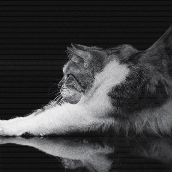habitos-nocturnos-en-gatos.jpg