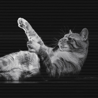 por-que-los-gatos-corren-de-noche.jpg