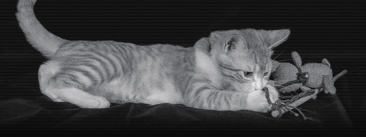 comportamiento nocturno en gatos