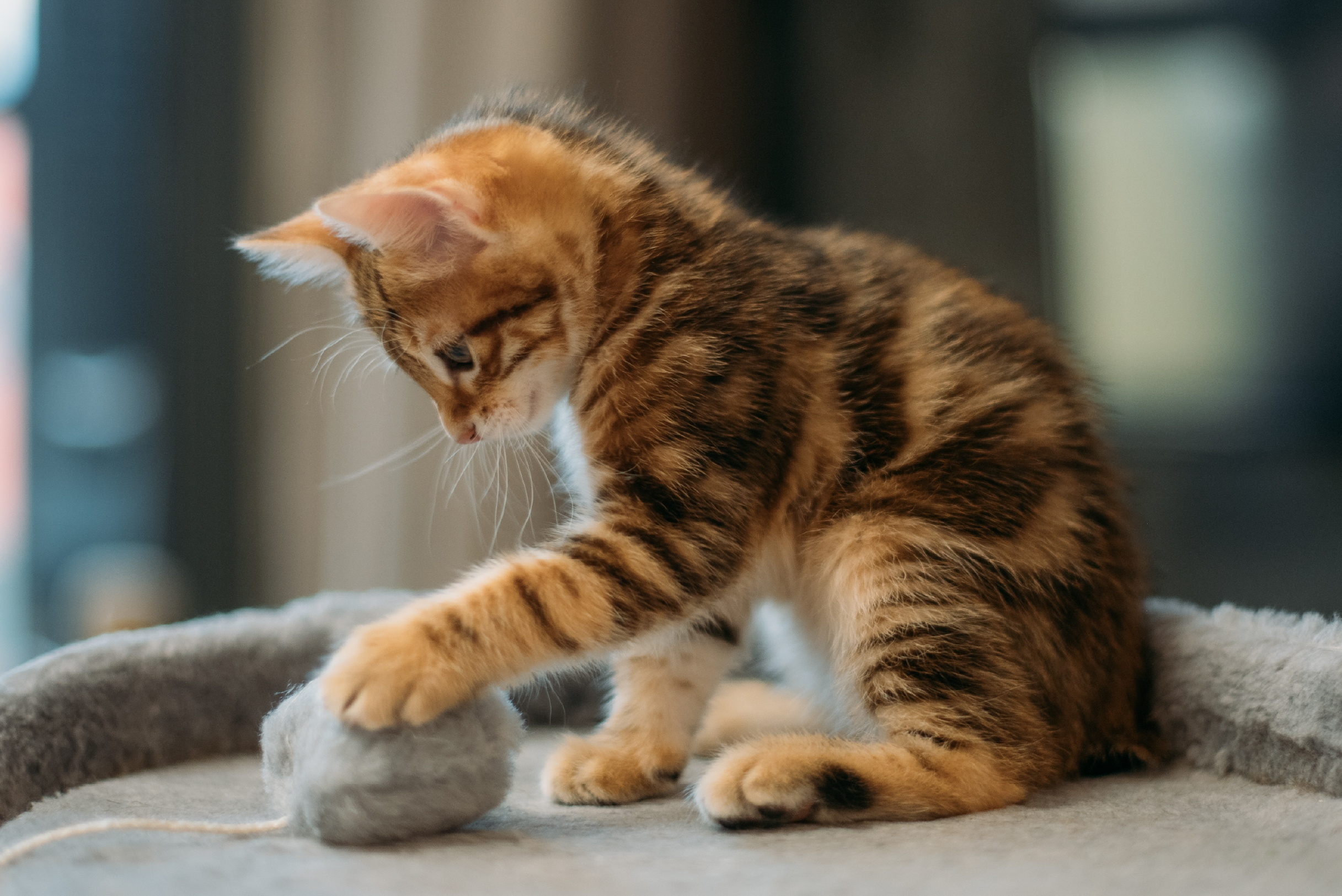 como saber la edad de un gato por sus dientes