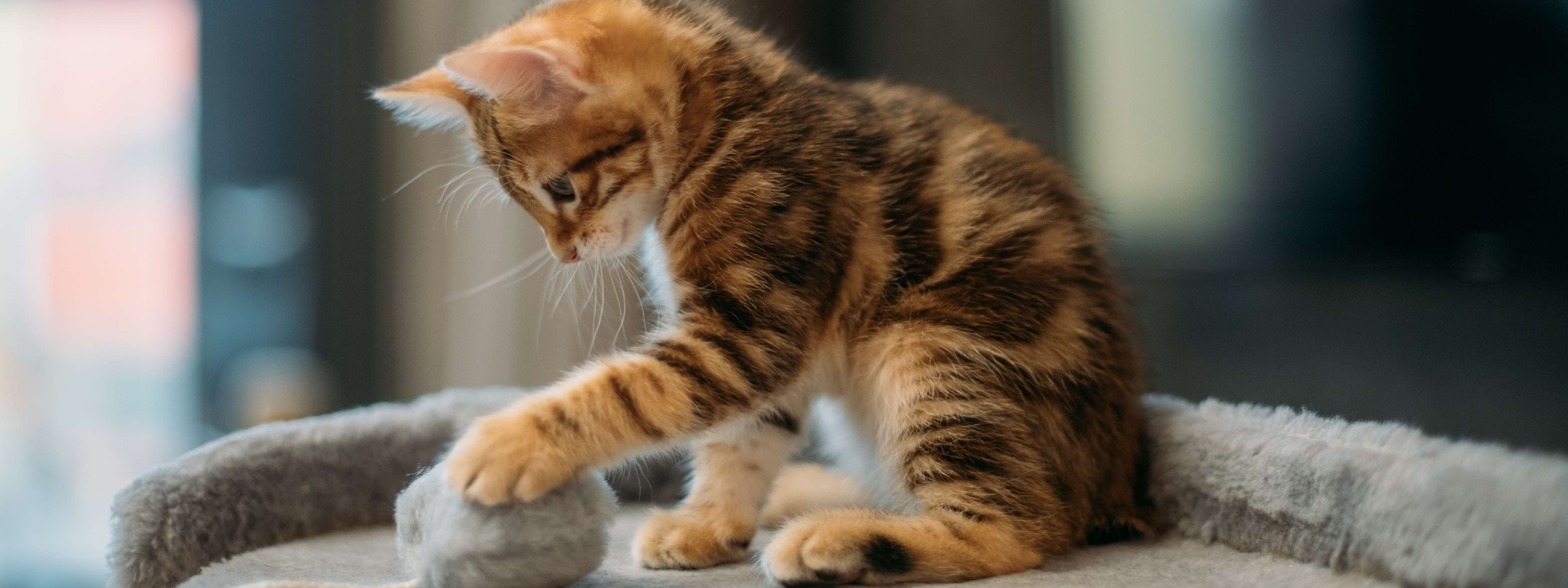como saber la edad de un gato por sus dientes