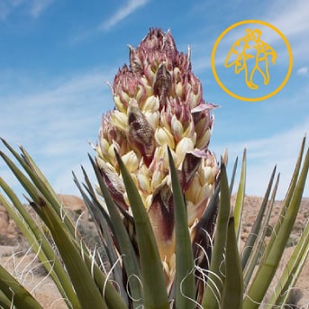 Que-es-la-Yucca-Schidigera-min.jpg