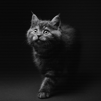 comportamiento-crepuscular-en-los-gatos-domesticos.jpg