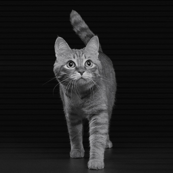 explicacion-de-gatos-crepusculares.jpg