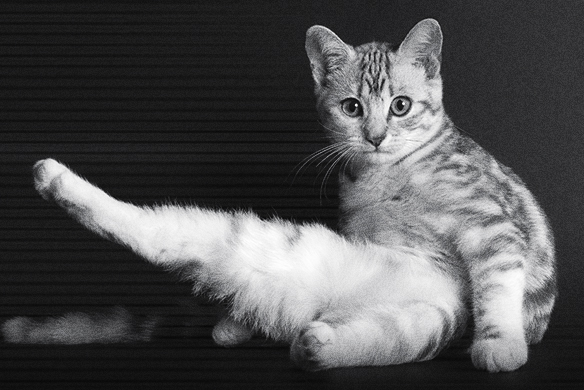 qué es un comportamiento crepuscular del gato