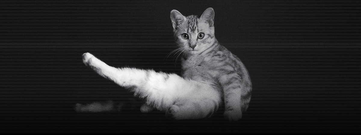 qué es un comportamiento crepuscular del gato