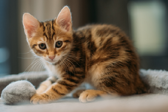 que hacer cuando adoptas un gato callejero