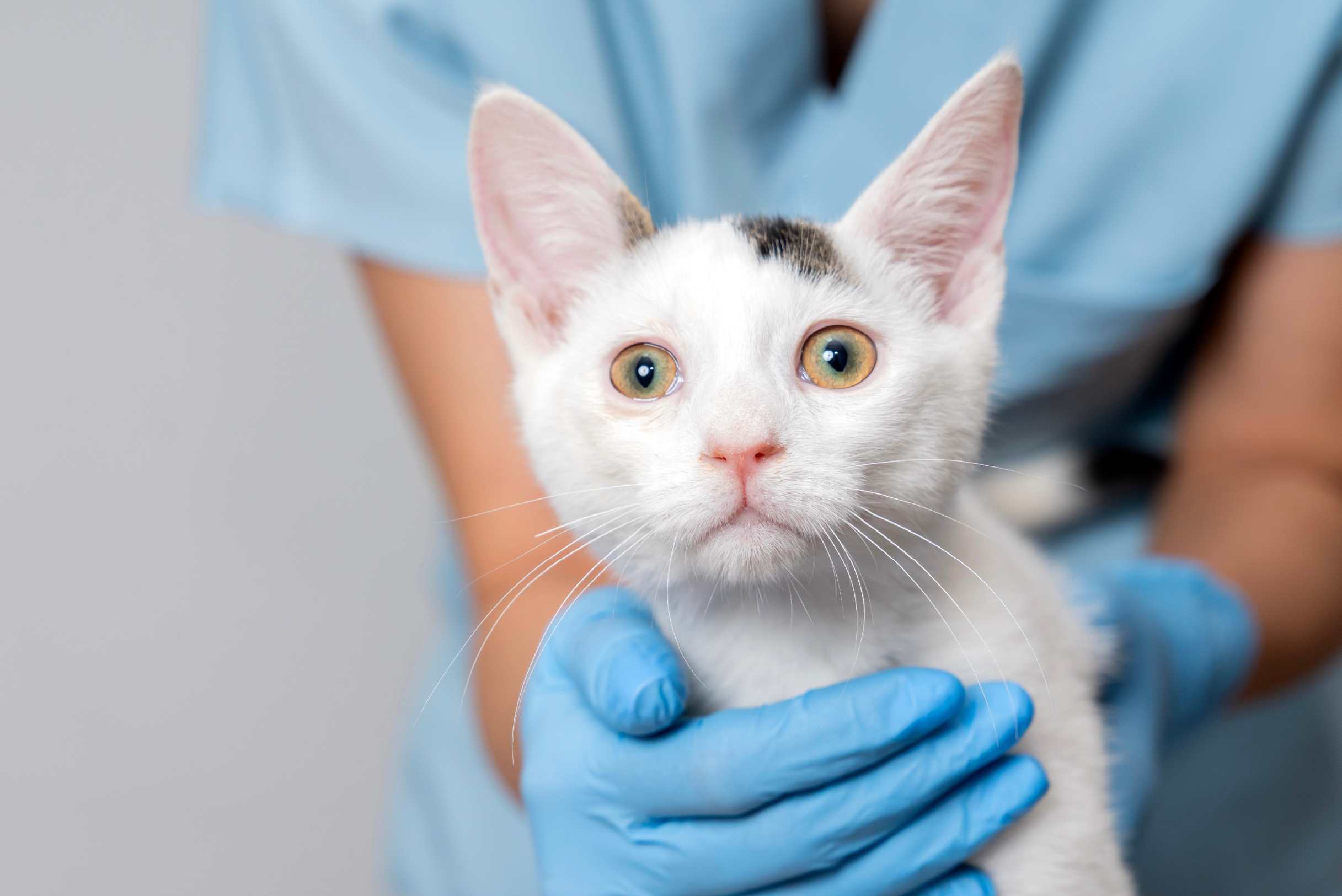 qué debo hacer después de vacunar a mi gato
