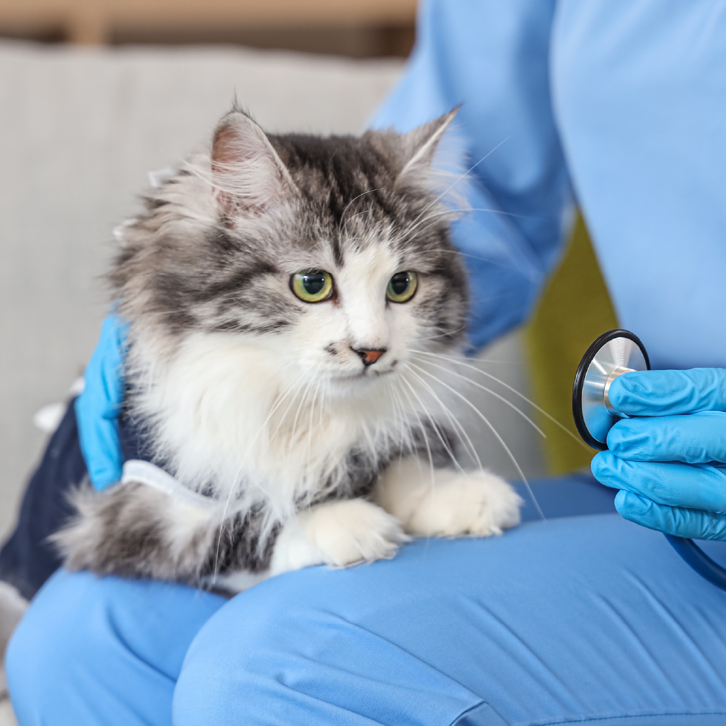 que-efectos-tiene-la-vacuna-de-la-rabia-en-los-gatos.jpg