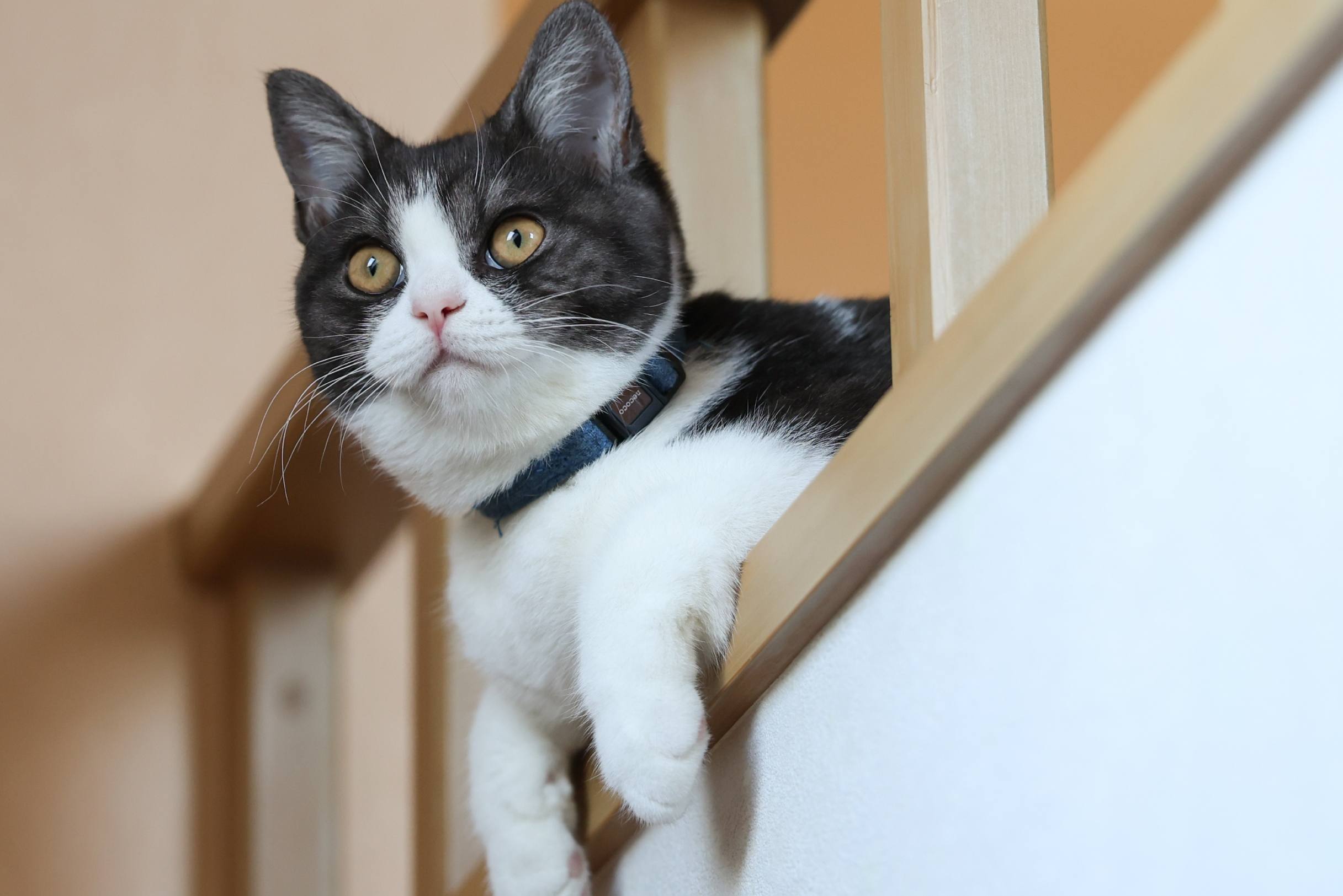 Como saber si mi gato está estresado