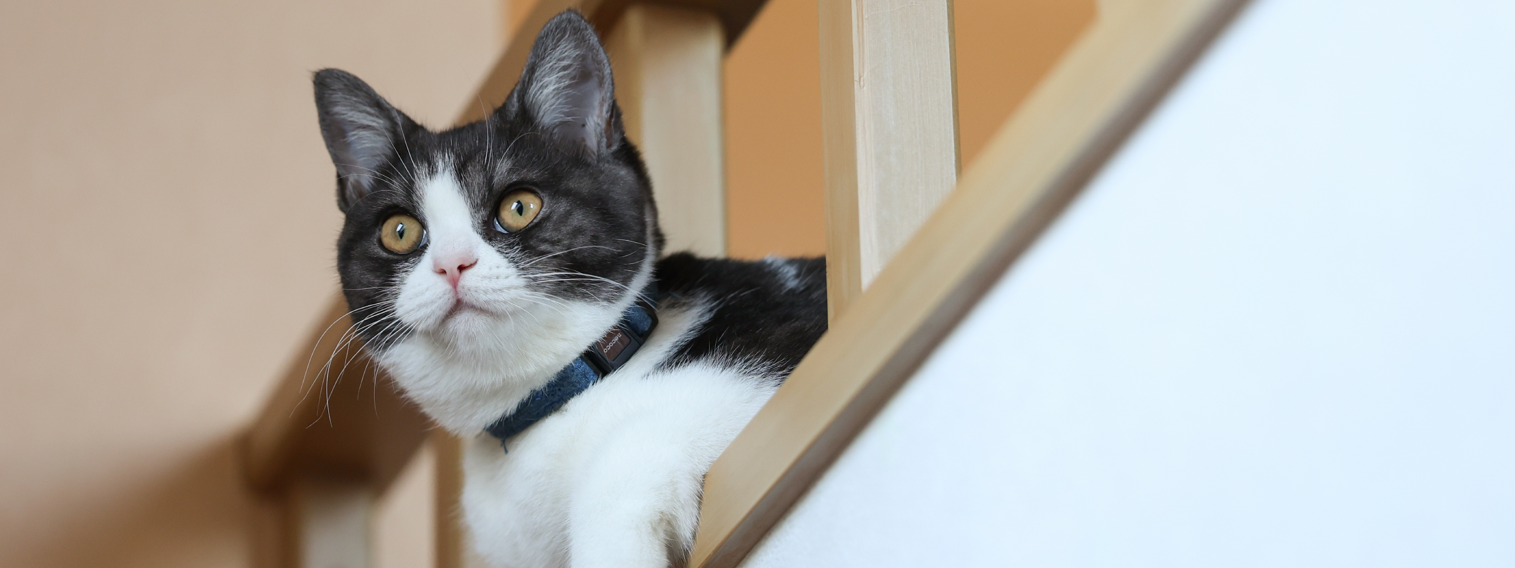 Como saber si mi gato está estresado