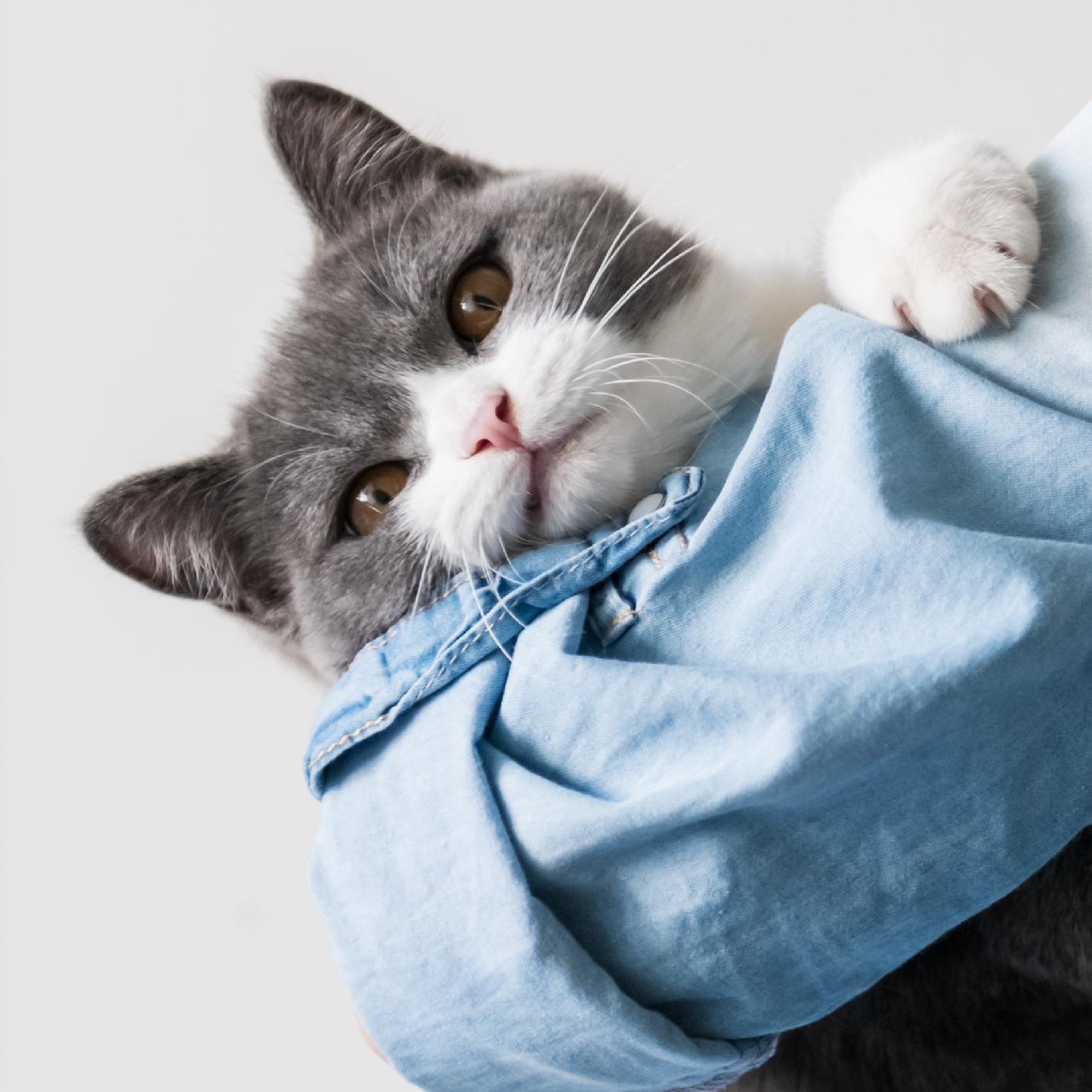 mi-gato-bebe-no-quiere-comer-y-esta-decaido.jpg
