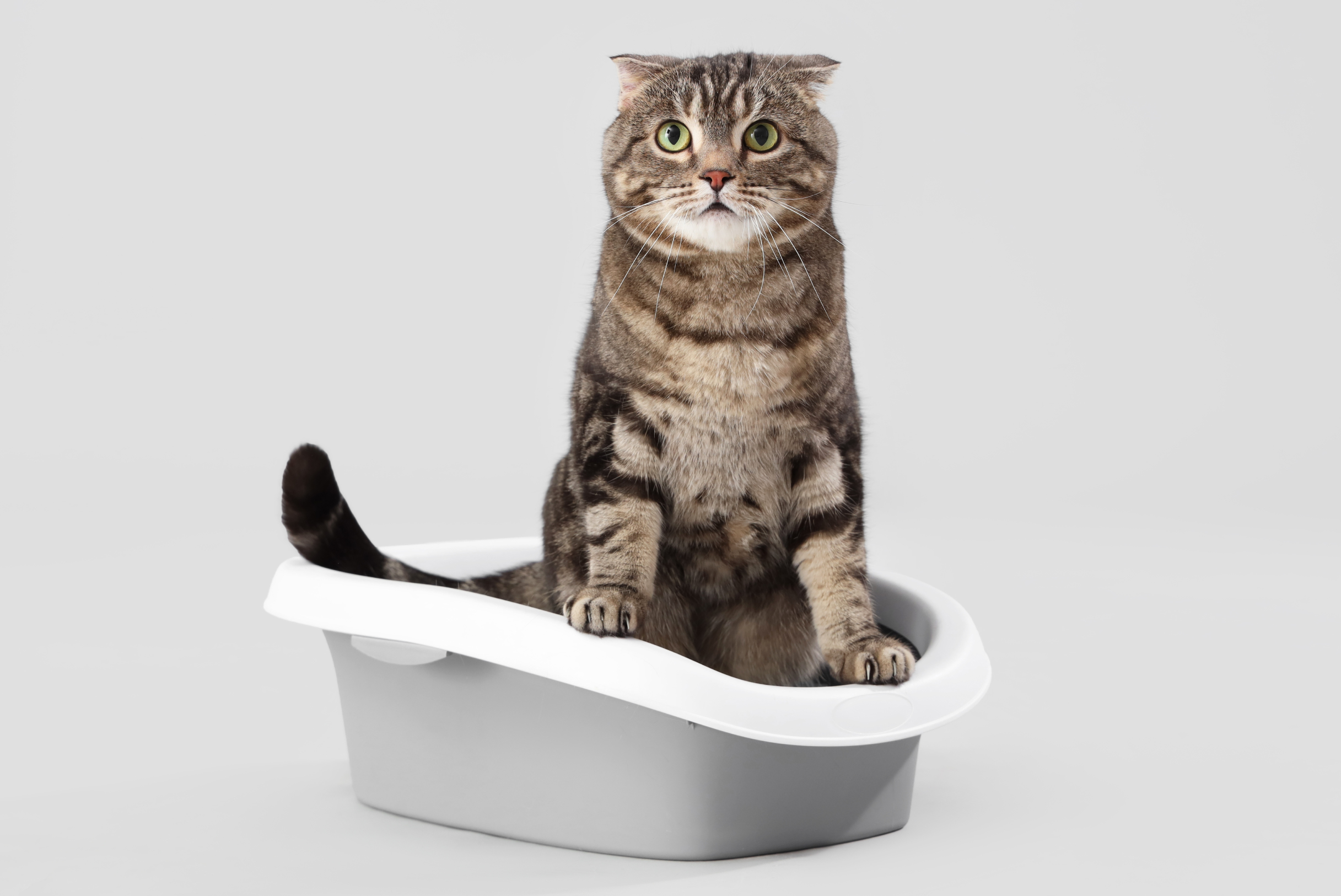 que es bueno para la diarrea en gatos