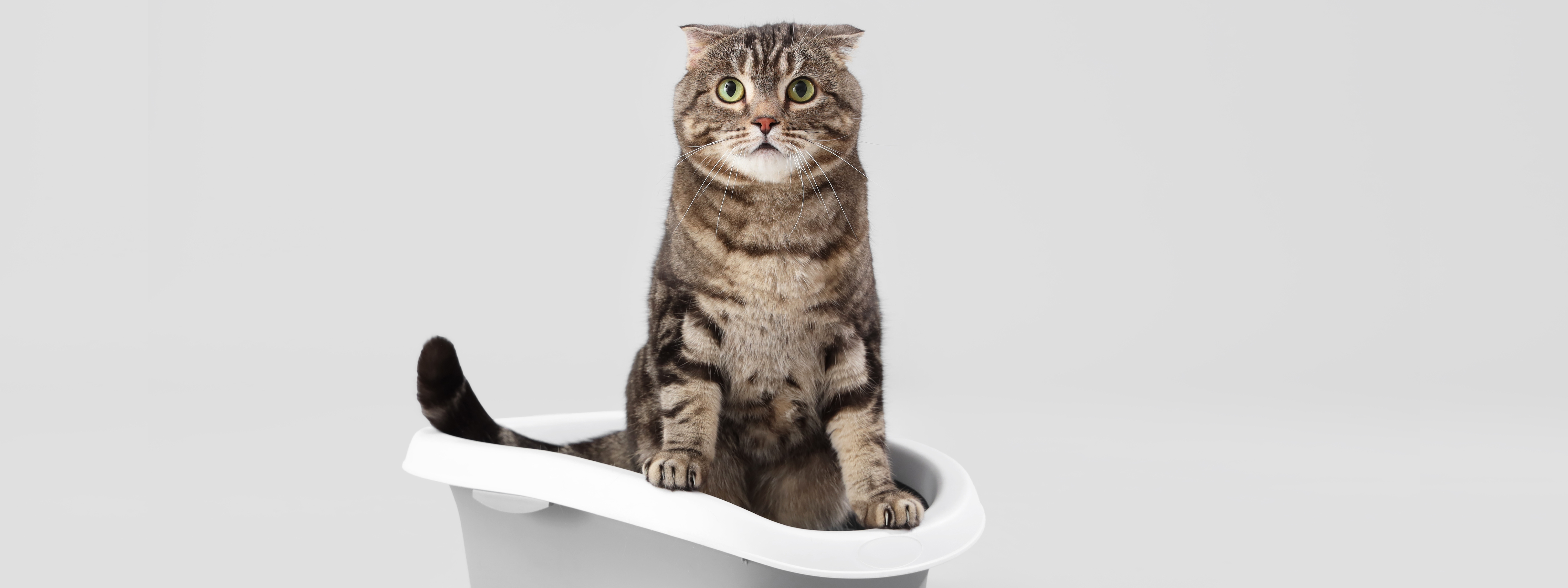 que es bueno para la diarrea en gatos