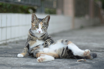vomito en gatos.png por que vomita un gato.png