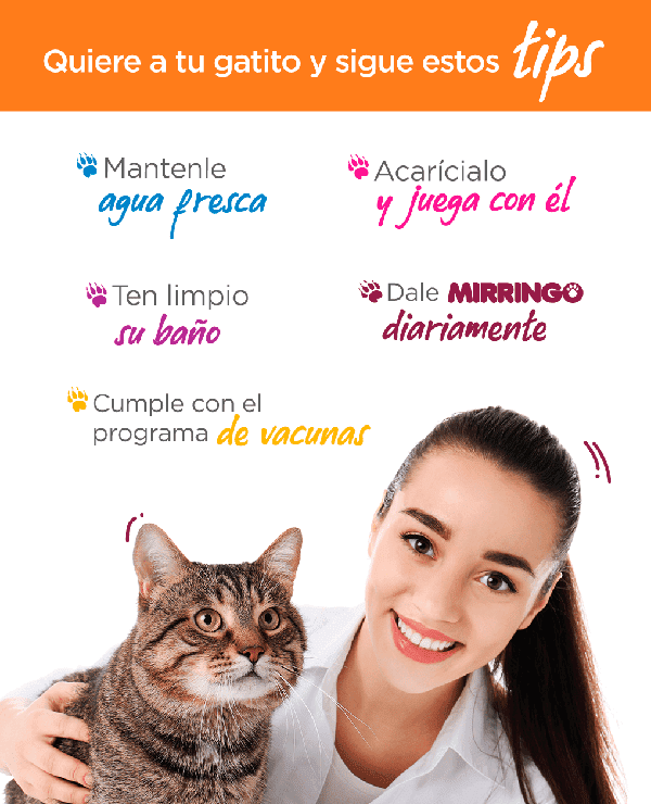 Mirringo gaticos Panamá