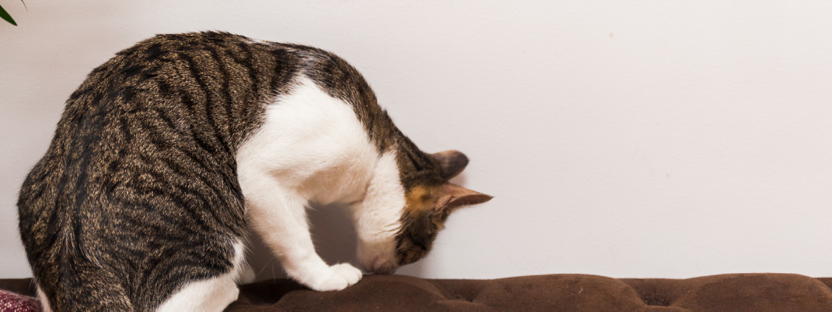 Lista de propósitos para dueños de gatos