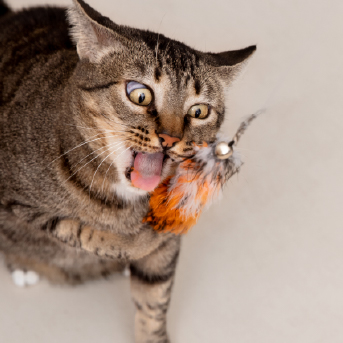 propositos-de-cuidado-para-gatitos.jpg