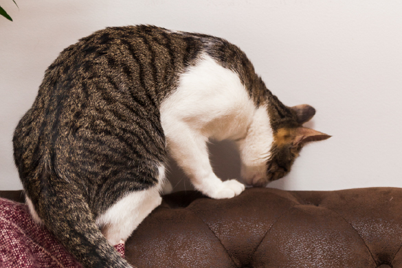 Lista de propósitos para dueños de gatos