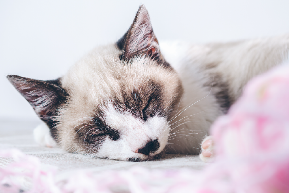 Cómo tratar el moquillo en gatos
