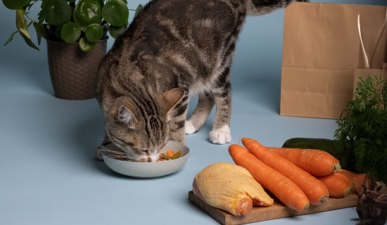alimentos naturales para gatos