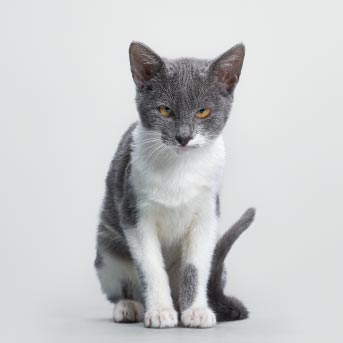 img-interior-1-diferencia-gatos-min.jpg