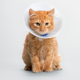 img-interior-2-diferencia-gatos-min.jpg