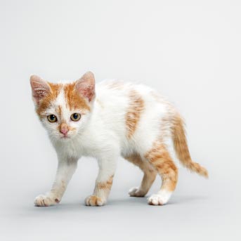 img-interior-3-diferencia-gatos-min.jpg