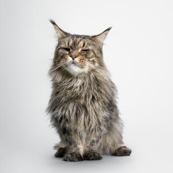 img-interior-4-diferencia-gatos-min.jpg