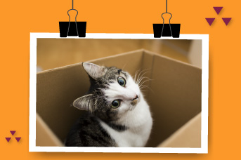 pulgas-en-tu-gato1.jpg