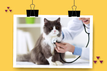 pulgas-en-tu-gato2.jpg