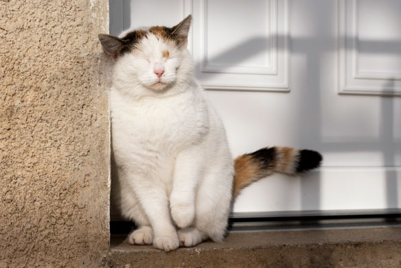 cómo ayudar a una gata preñada sin hogar
