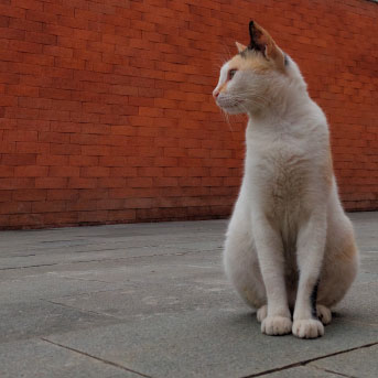 que-hacer-si-una-gata-callejera-da-a-luz-en-tu-casa-panama.jpg