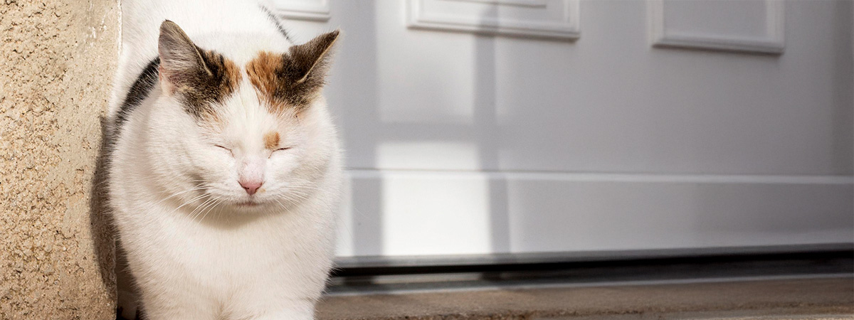 cómo ayudar a una gata preñada sin hogar