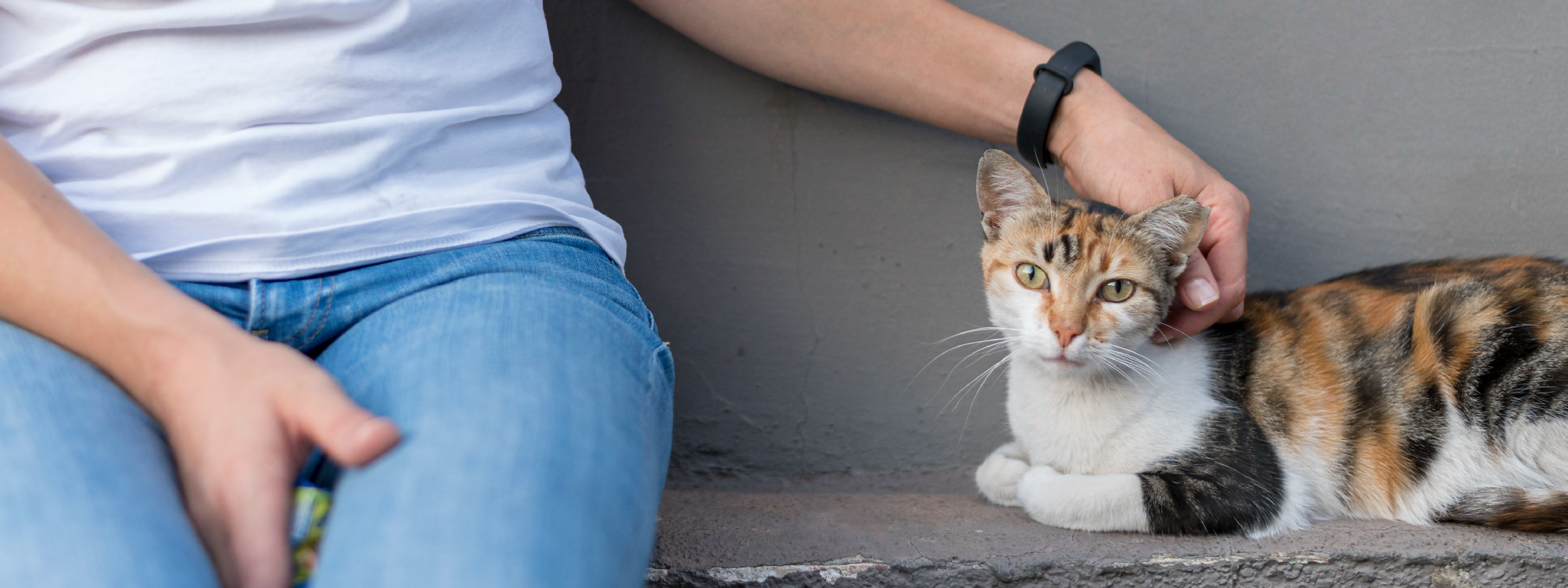 proceso de adopción de gatos en Panamá
