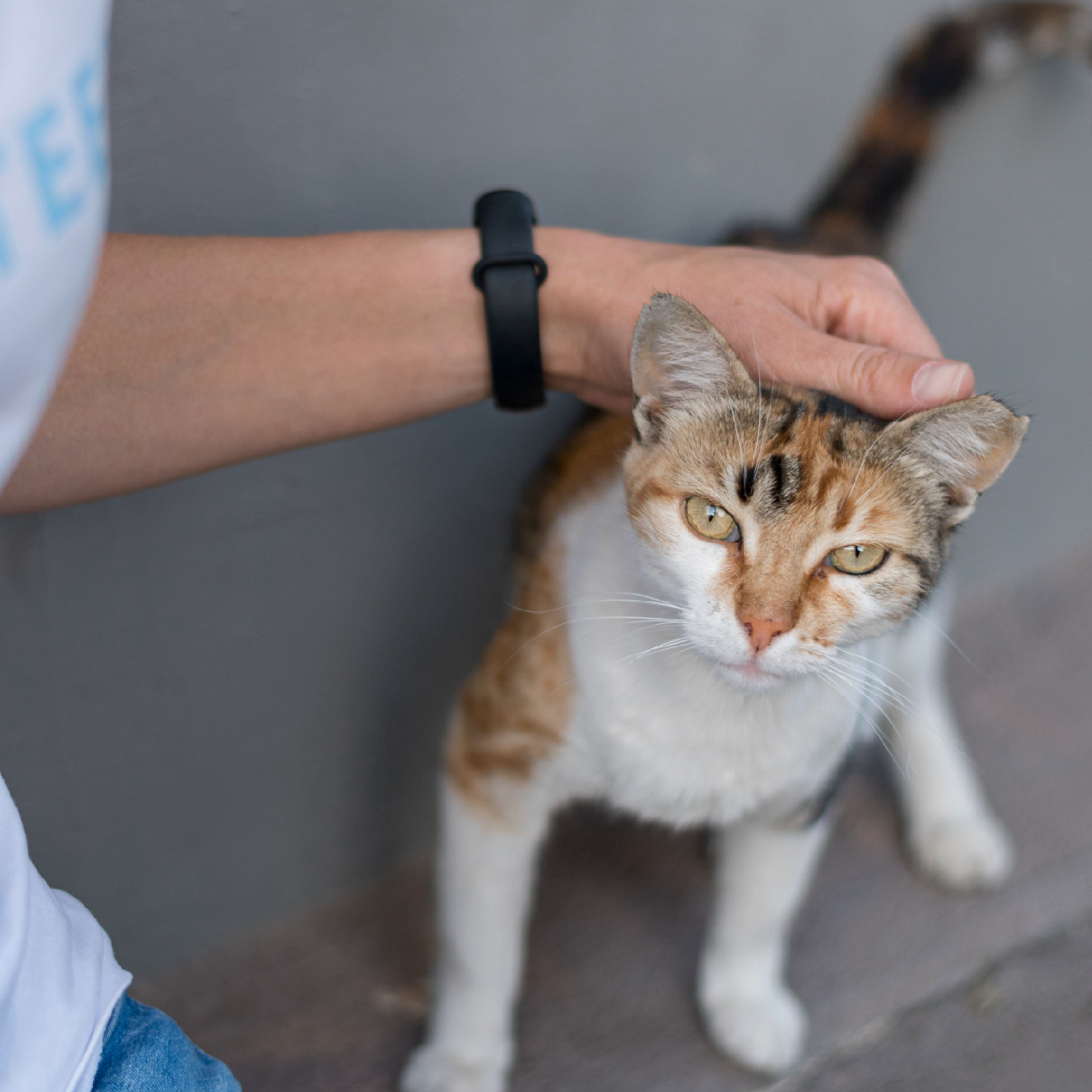 gatos-rescatados-de-la-calle-panama.png