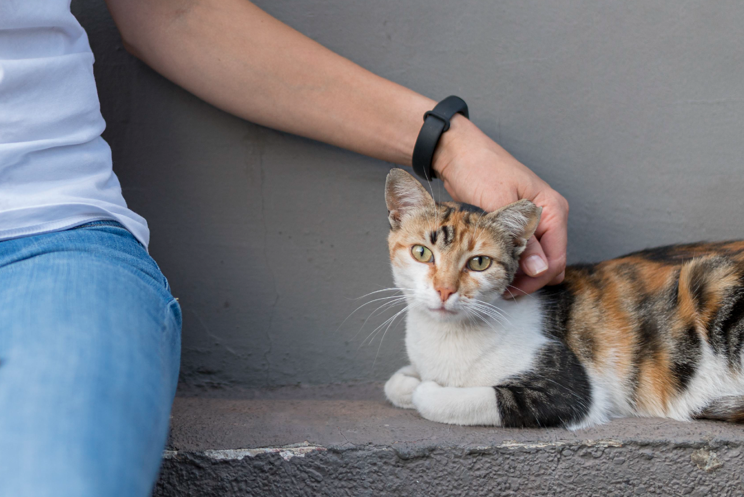 proceso de adopción de gatos en Panamá