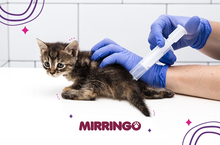 ventajas y desventajas de la esterilización en gatos