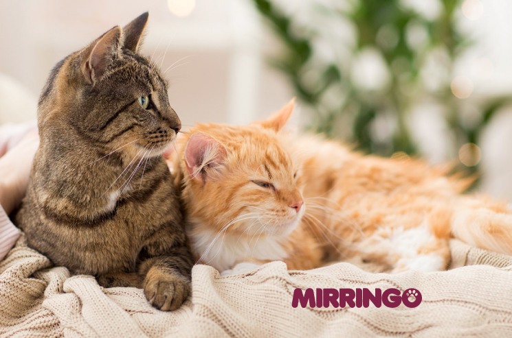 como afrontar la perdida de tu gato