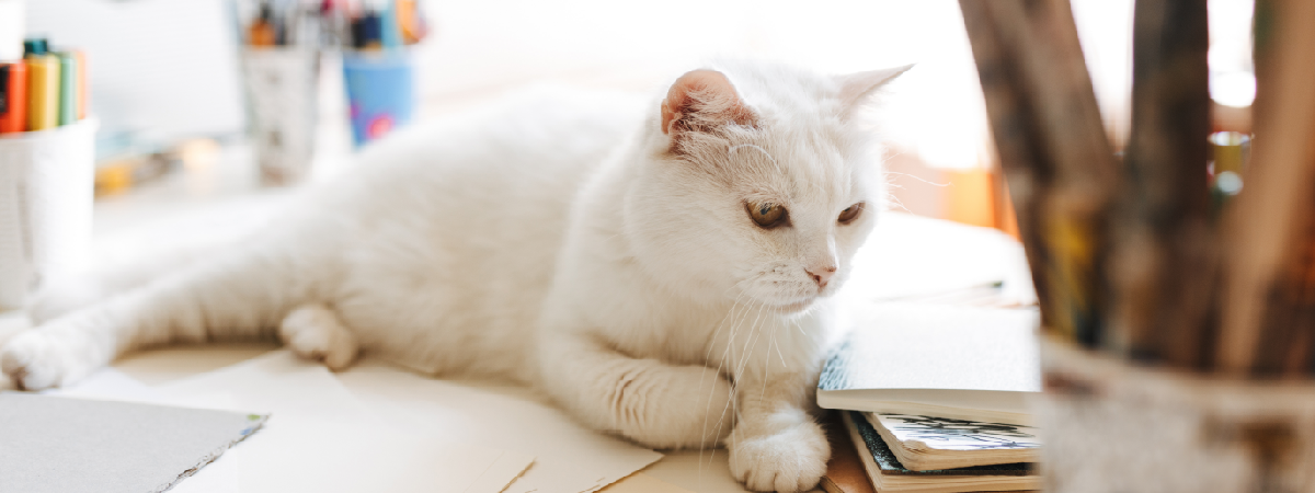 intoxicación en gatos en Panamá