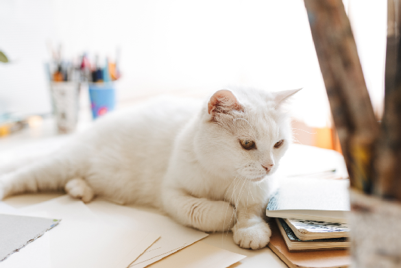 intoxicación en gatos en Panamá