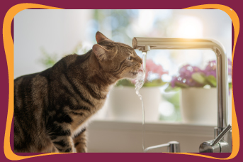 imagen-gripe-gatos.jpg