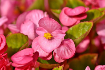 Begonias.jpg